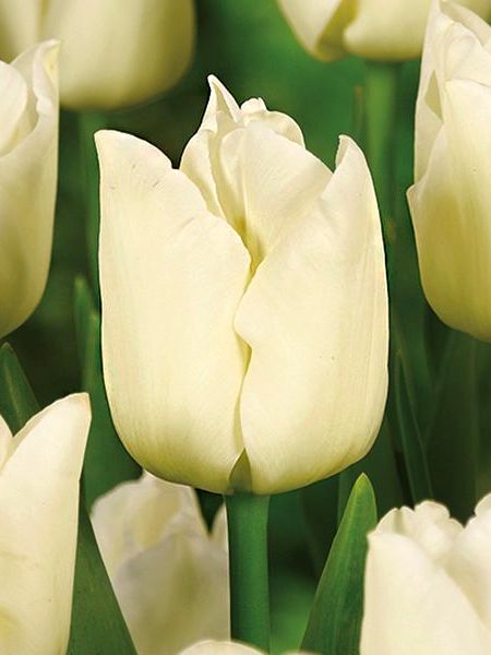 Tulpen Cheers