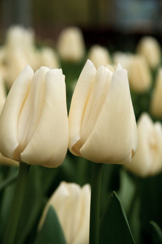 Tulipa 'Cheers' - Tulpe
