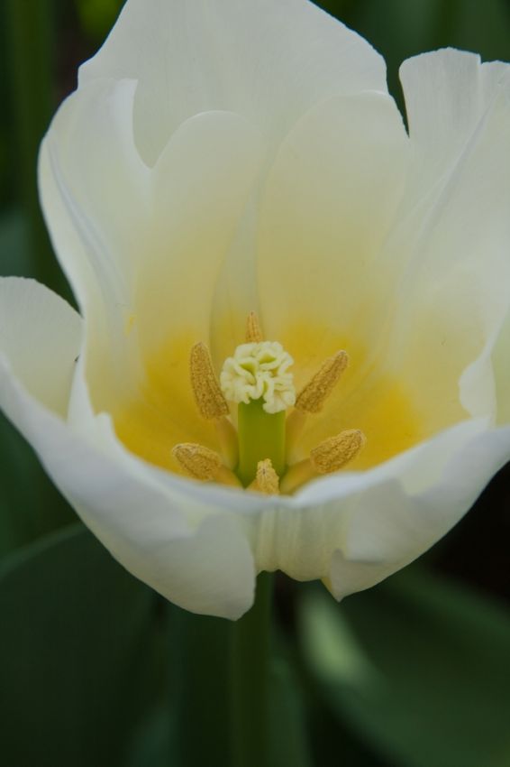 Tulipa 'Cheers' - Tulpe
