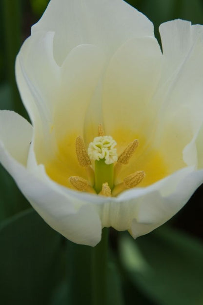 Tulipa 'Cheers' - Tulpe