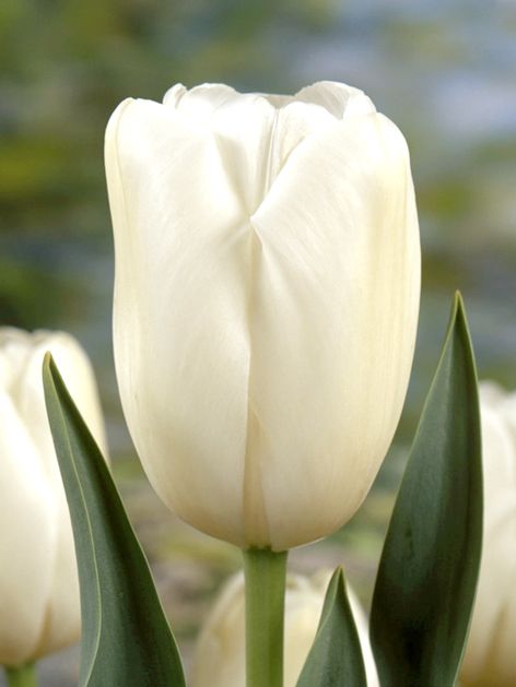 Tulpen City of vancouver