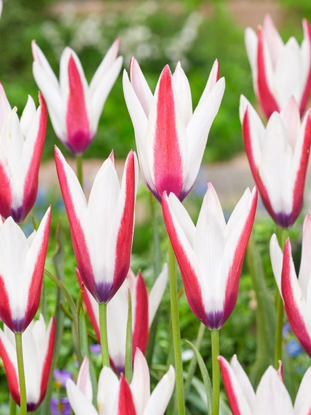 Tulpen Clusiana