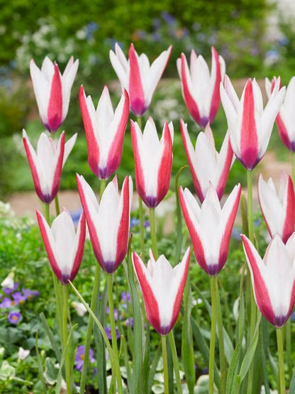 Tulpe 'Clusiana' - 25 Stück