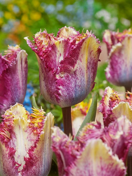 Tulpen Colour fusion