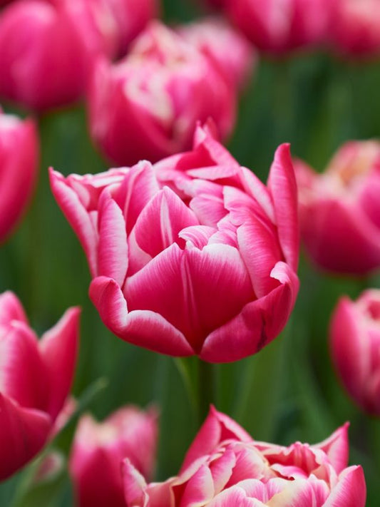 Tulpen Columbus