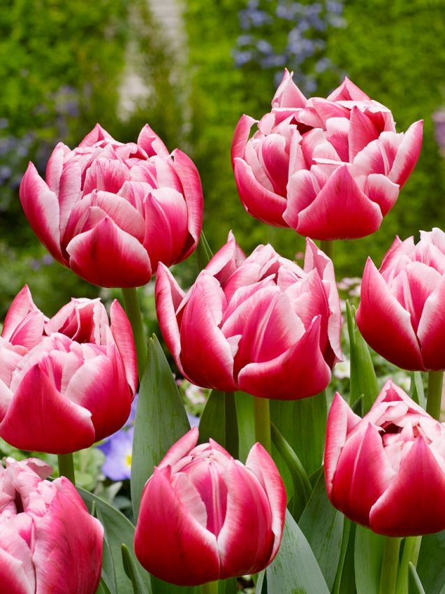 Tulpe 'Columbus' - 25 Stück