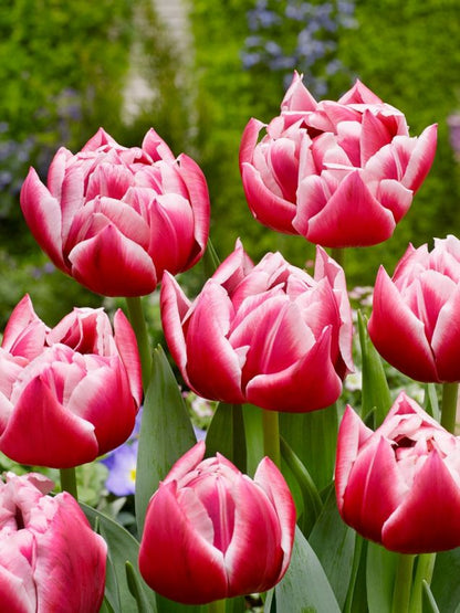 Tulpe 'Columbus' - 25 Stück