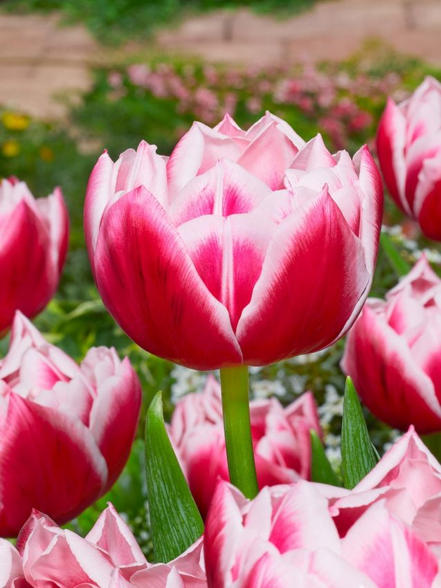 Tulpe 'Columbus' - 25 Stück