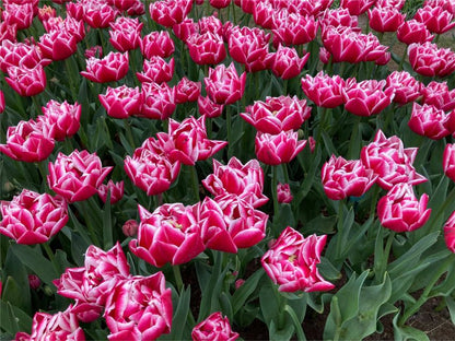 Tulpe 'Columbus' - 25 Stück