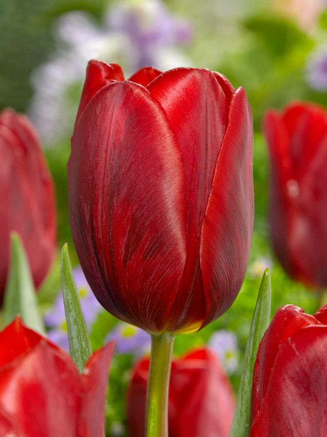 Tulpen Couleur cardinal