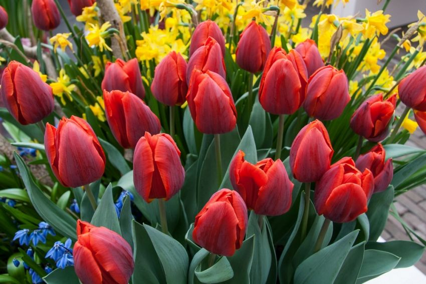 Tulipa 'Couleur Cardinal' - Tulpe