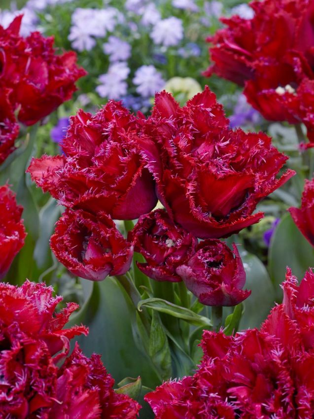 Tulipa 'Cranberry Thistle' - Tulpe