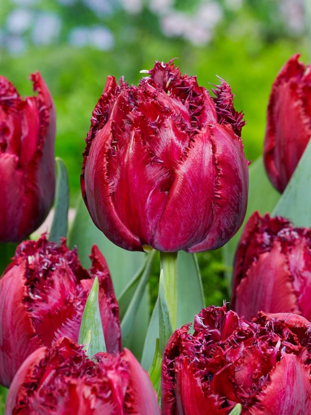Tulpen Cranberry thistle