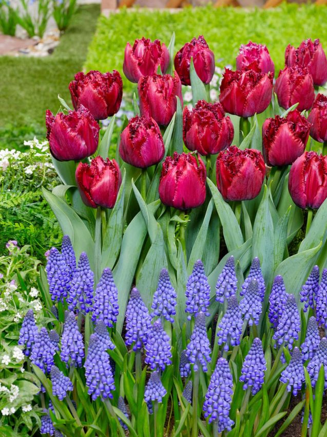 Tulipa 'Cranberry Thistle' - Tulpe