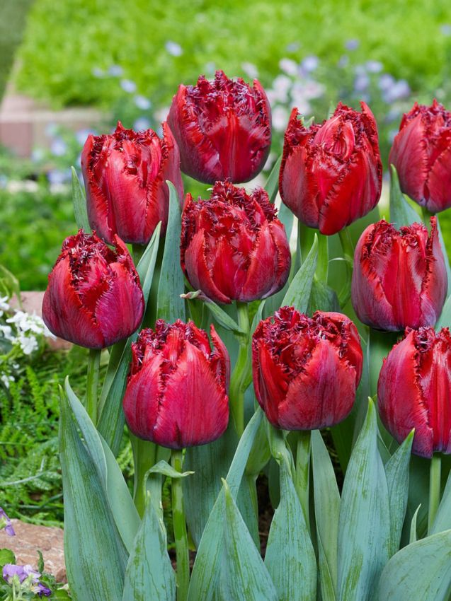Tulipa 'Cranberry Thistle' - Tulpe