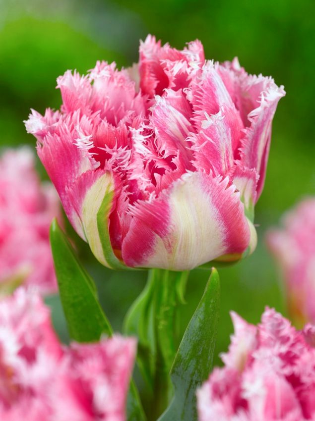 Tulpen Crispion sweet
