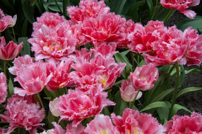 Tulpe 'Crispion Sweet' - 15 Stück