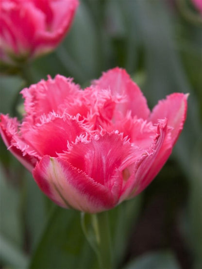 Tulpe 'Crispion Sweet' - 15 Stück