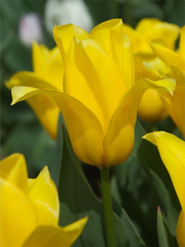 Tulpen Crown jewel