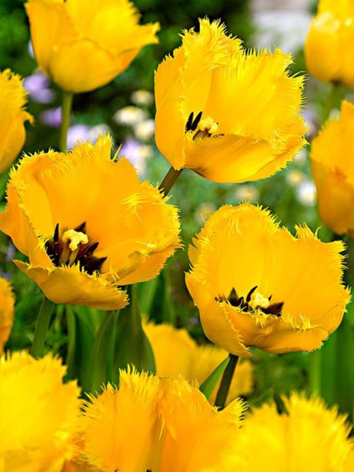 Tulpen Crystal star