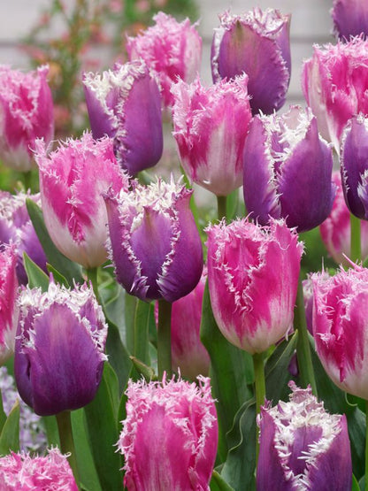 Tulpe 'Huis Ten Bosch' - 20 Stück