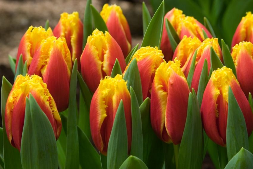 Tulipa 'Davenport' - Tulpe