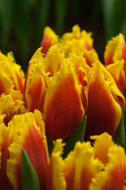 Tulipa 'Davenport' - Tulpe