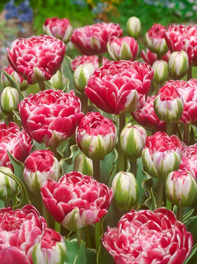 Tulpen Dazzling sensation