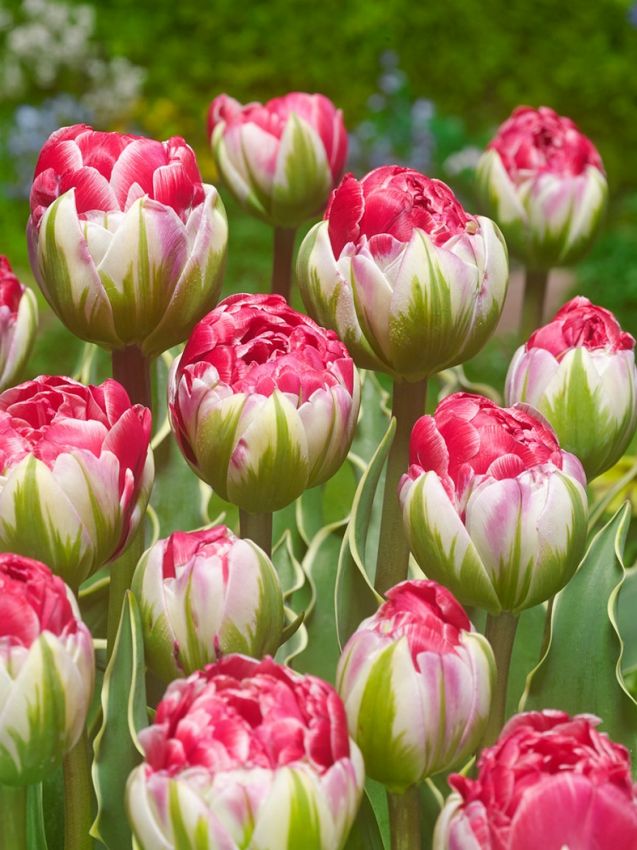 Tulpe 'Dazzling Sensation' - 15 Stück