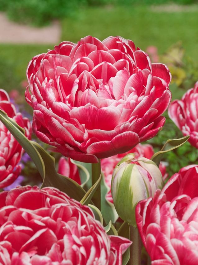 Tulpe 'Dazzling Sensation' - 15 Stück
