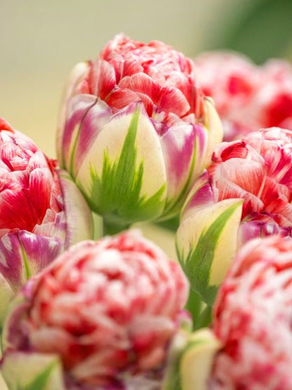 Tulpe 'Dazzling Sensation' - 15 Stück