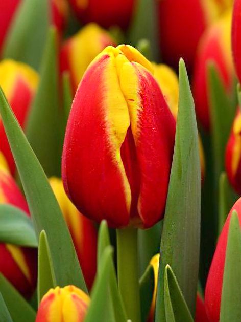 Tulpen Denmark