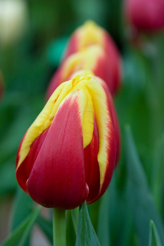Tulipa 'Denmark' - Tulpe