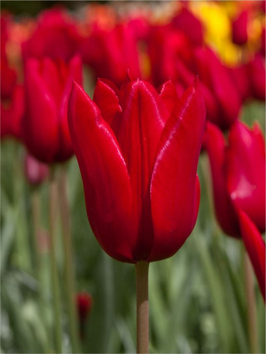 Tulpen Dirk