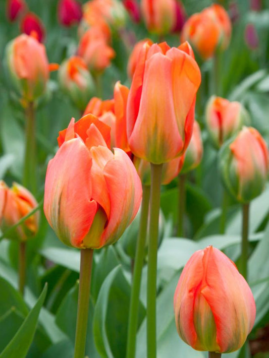 Tulpen Disneyland paris