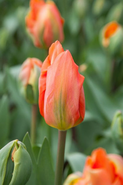 Tulipa 'Disneyland Paris' - Tulpe