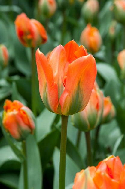 Tulipa 'Disneyland Paris' - Tulpe