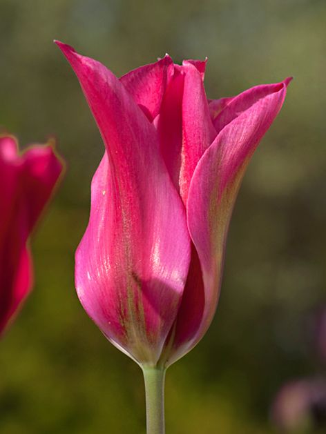 Tulpen Doll's minuet
