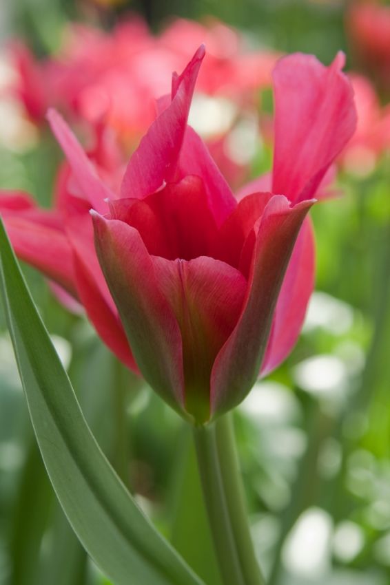 Tulpe 'Doll's Minuet' - 25 Stück