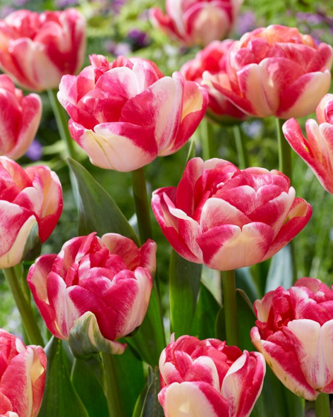 Tulpen Double blizz