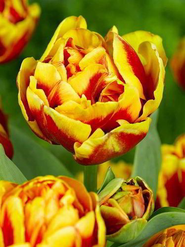 Tulpen Double focus
