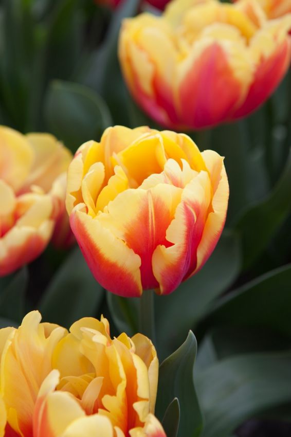 Tulpe 'Double Focus' - 25 Stück