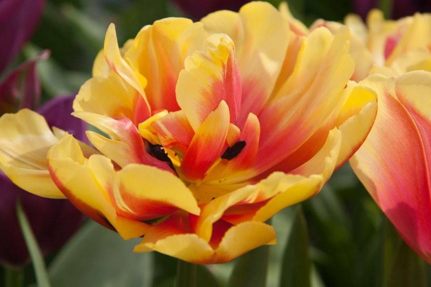 Tulpe 'Double Focus' - 25 Stück