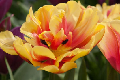 Tulpe 'Double Focus' - 25 Stück