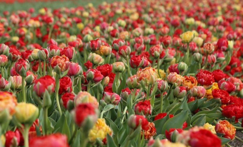 Tulpe 'Gudoshnik Double' - 20 Stück