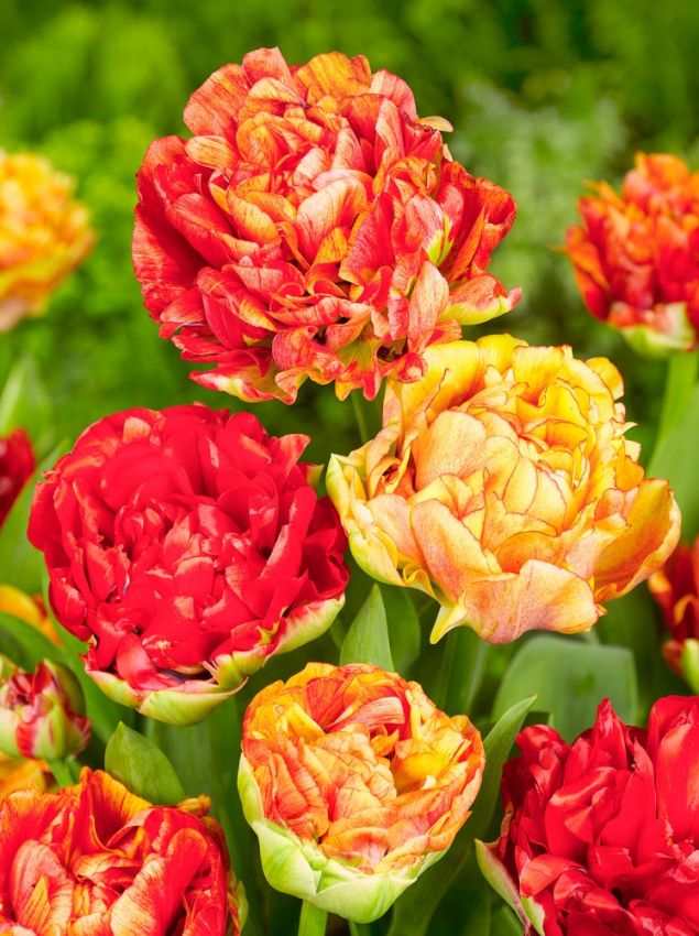 Tulpe 'Gudoshnik Double' - 20 Stück
