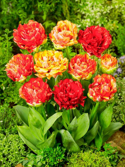 Tulpe 'Gudoshnik Double' - 20 Stück