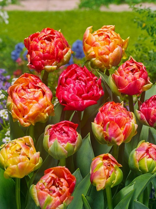 Tulpen Gudoshnik double
