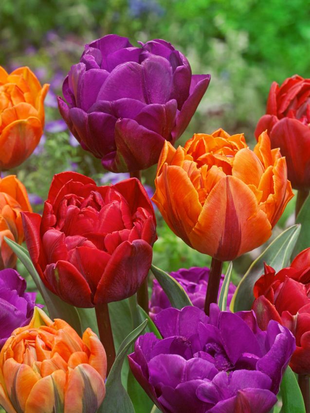 Tulpen Tricolor doppelt mischung