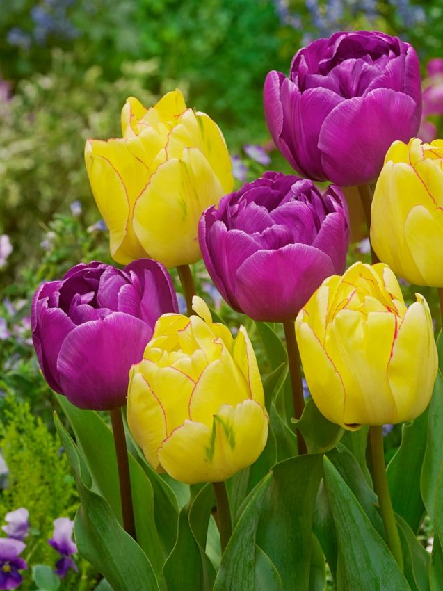 Tulipa 'Akebono' - Tulpe